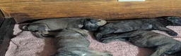 Bullmastiff dogs for sale: Bullmastiff Puppy 4 - Ad 1
