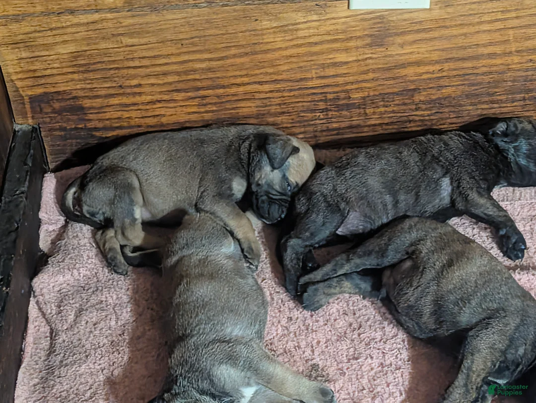 Bullmastiff dogs for sale: Bullmastiff Puppy 4 - Ad 1