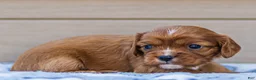 Cavalier King Charles Spaniel dogs for sale: Daisy Cavalier King Charles Spaniel  - Ad 3