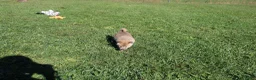 Shiba Inu dogs for sale: Mittens - Ad 4