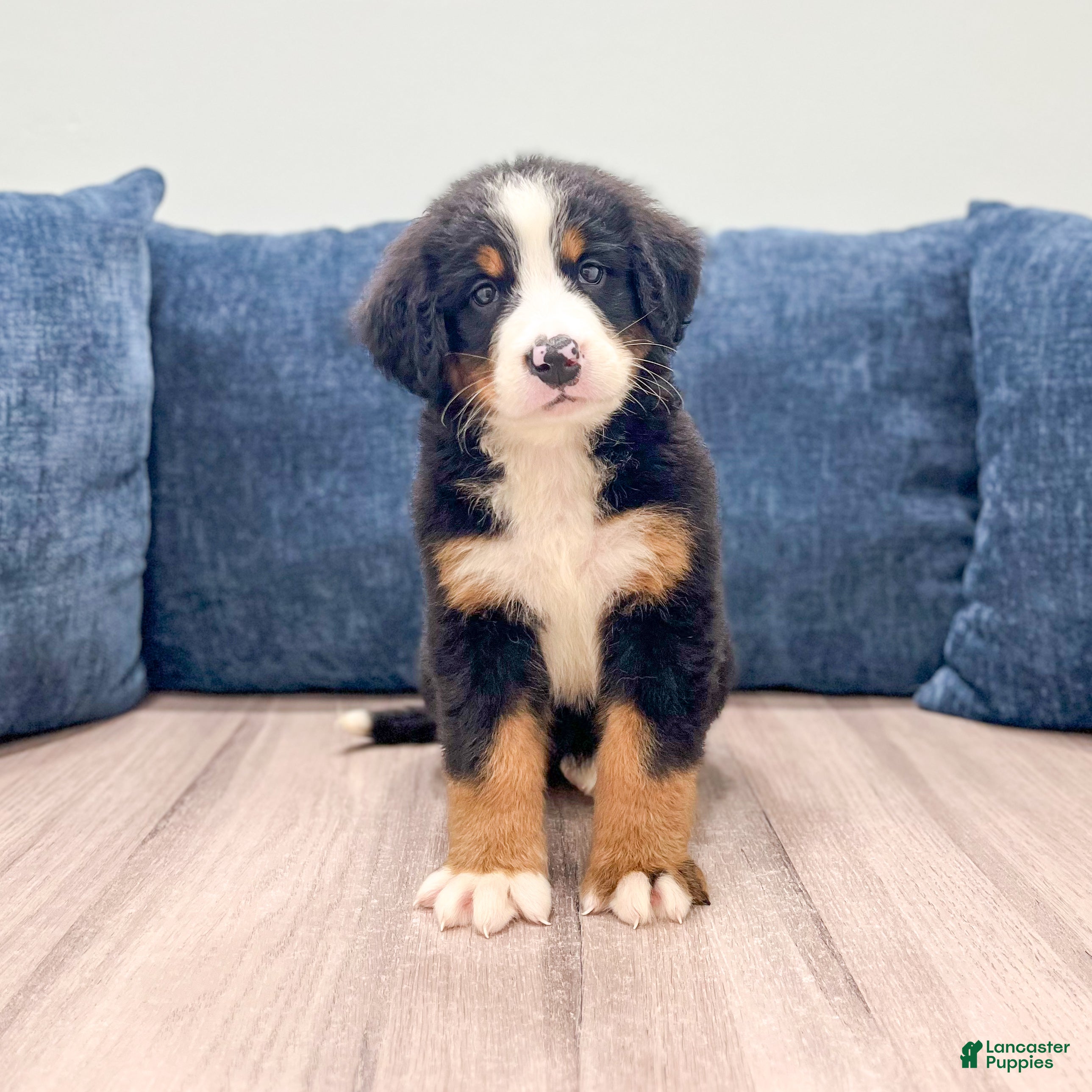Bernese Mountain Dog dogs Iris - Ad 2