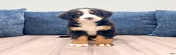 Bernese Mountain Dog dogs for sale: Iris - Ad 2