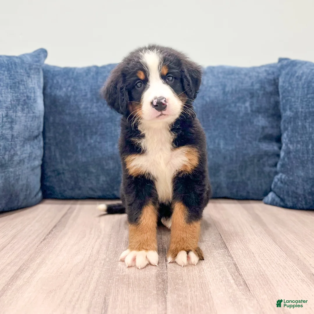 Bernese Mountain Dog dogs for sale: Iris - Ad 2
