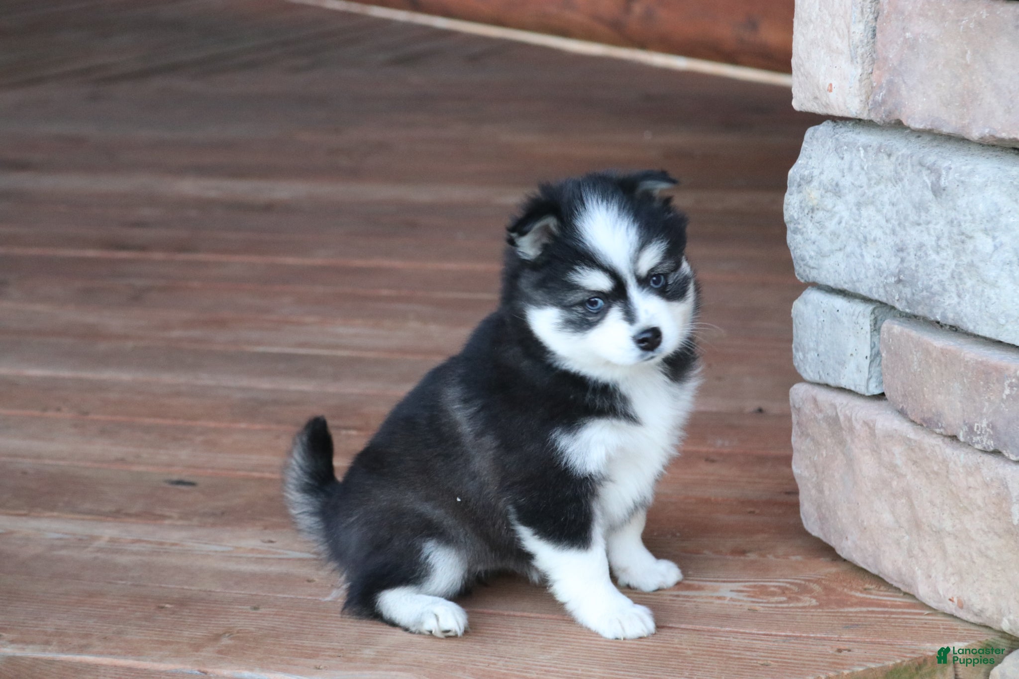Alaskan Klee Kai dogs Bella - Ad 2