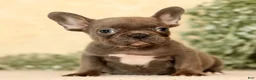 French Bulldog dogs for sale: Wanda - Ad 7