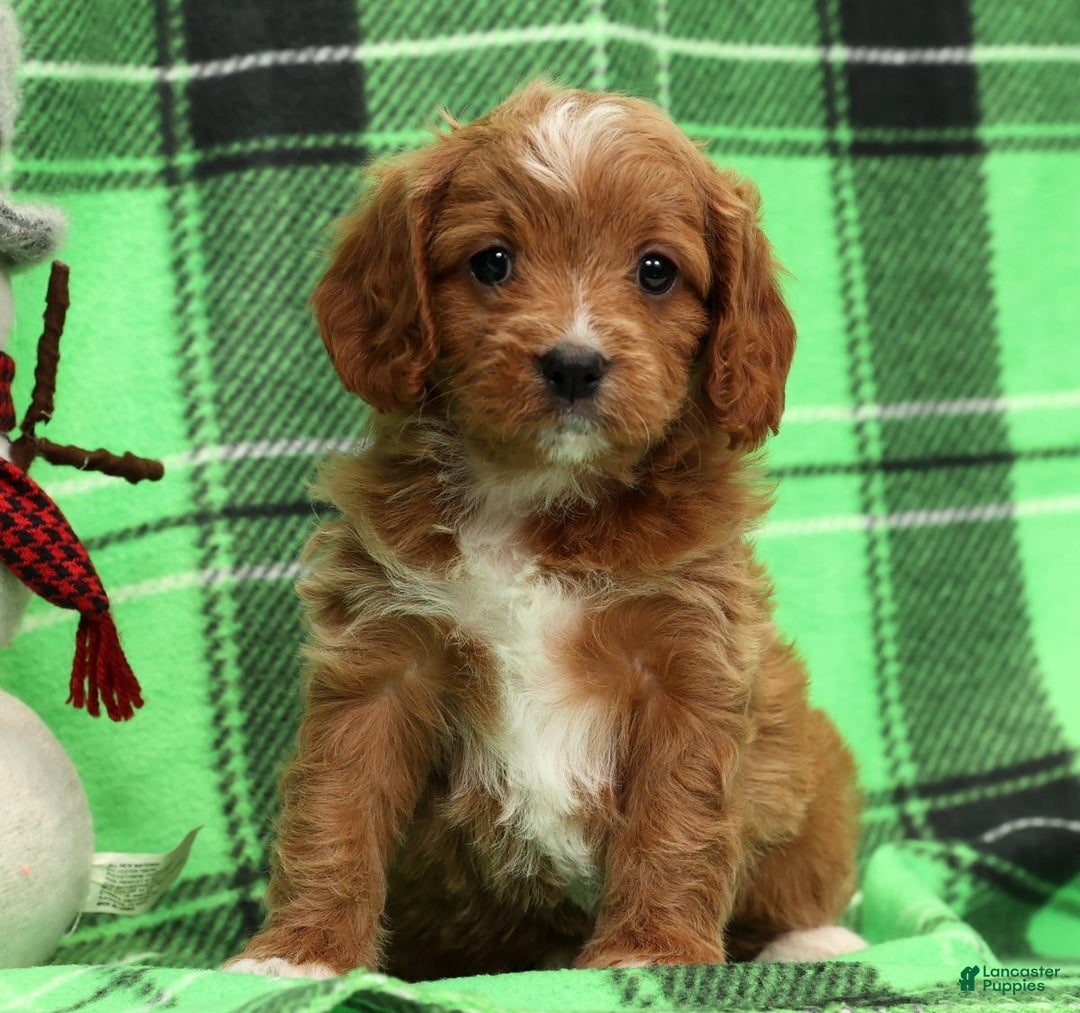 Cavapoo dogs for sale: Holly - Ad 7