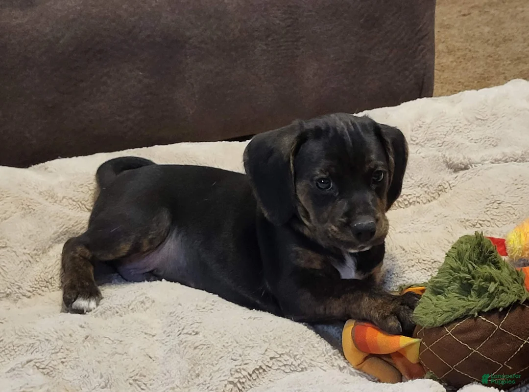 Puggle dogs for sale: Charlie - Ad 2