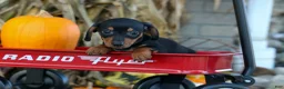 Miniature Dachshund dogs for sale:  Zack🐶 - Ad 13