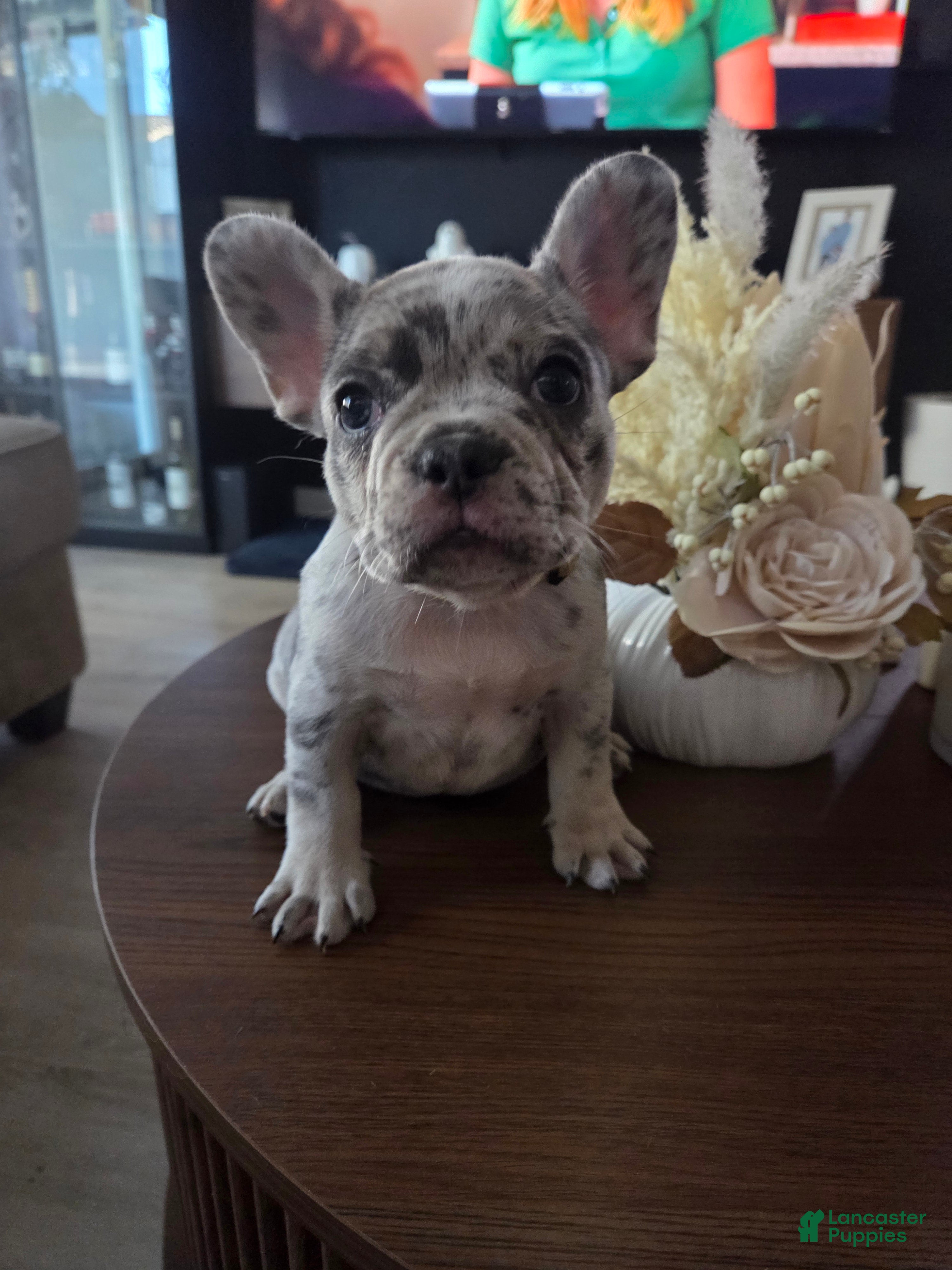 French Bulldog dogs French Bulldog Puppy 3 - Ad 15