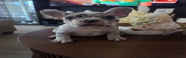 French Bulldog Puppy 3