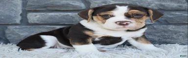 Biscuit 