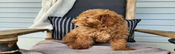 Mini Bernedoodle dogs for sale: Dallas - Ad 12