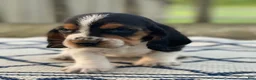 Basset Hound dogs for sale: Basset Hound 1 - Ad 4