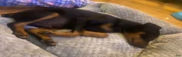 Miniature Pinscher dogs for sale: Miniature Pinscher Puppy 1 - Ad 3