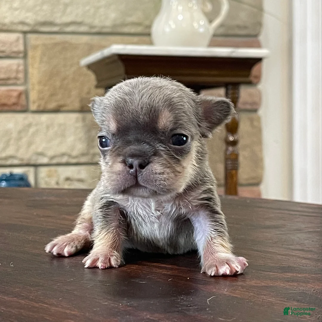 French Bulldog dogs for sale: Gamora - Ad 2