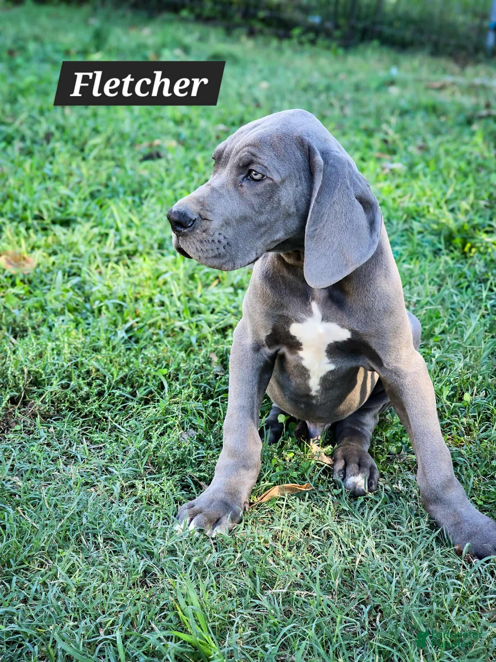 Great Dane dogs Great Dane Puppy 2 - Ad 18