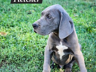 Great Dane dogs Great Dane Puppy 2 - Ad 30
