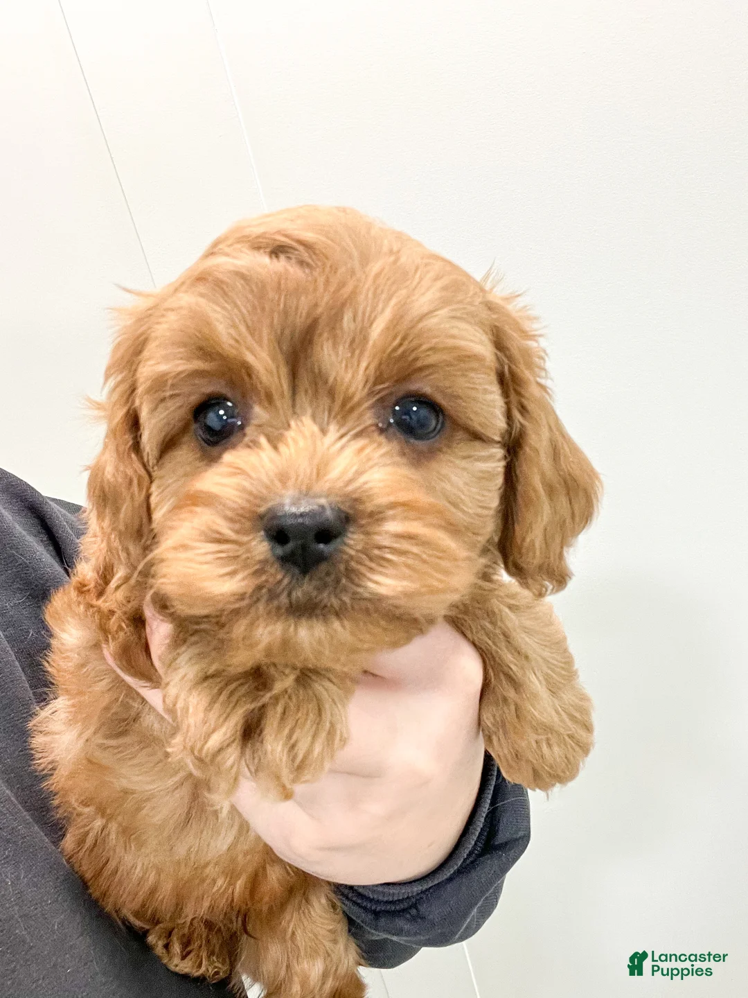 Cavapoo dogs for sale: Rusty - Ad 5