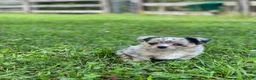 Chihuahua dogs for sale: Chia Seed  - Ad 4