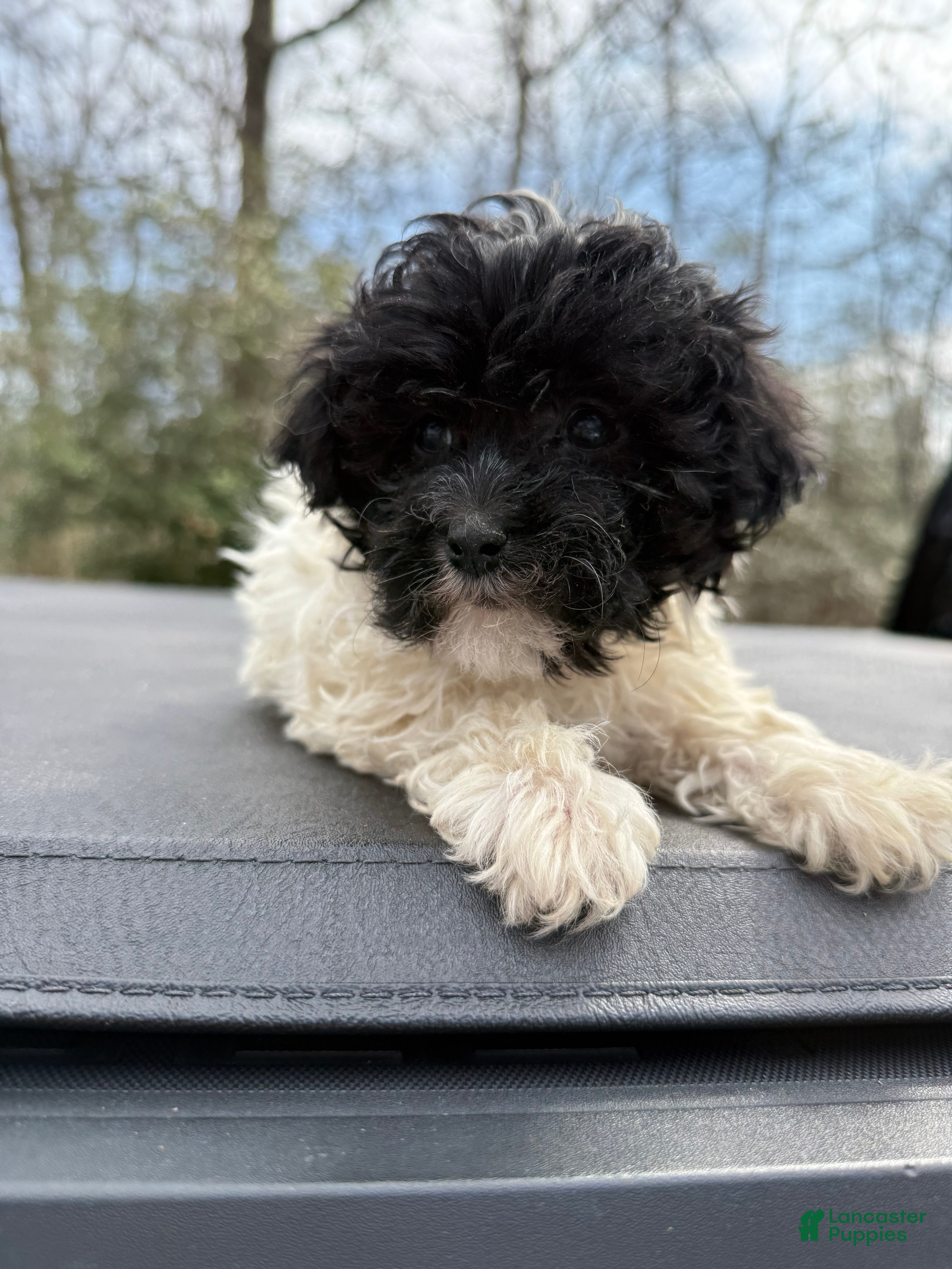 Toy Poodle dogs Toy Poodle Puppy 2 - Ad 2
