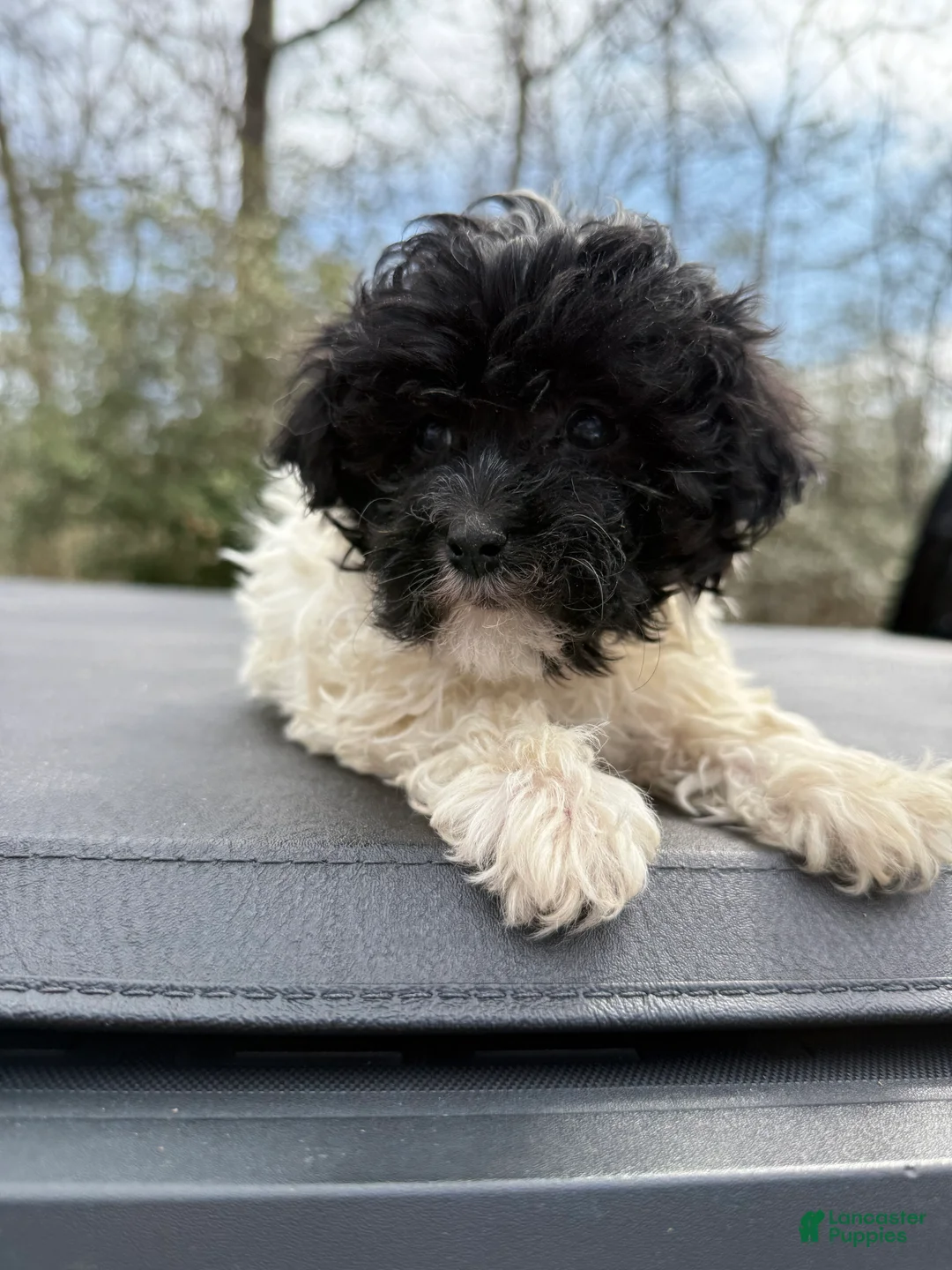 Toy Poodle dogs for sale: Toy Poodle Puppy 2 - Ad 2