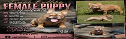 French Bulldog dogs for sale: French Bulldog 1 - Ad 3