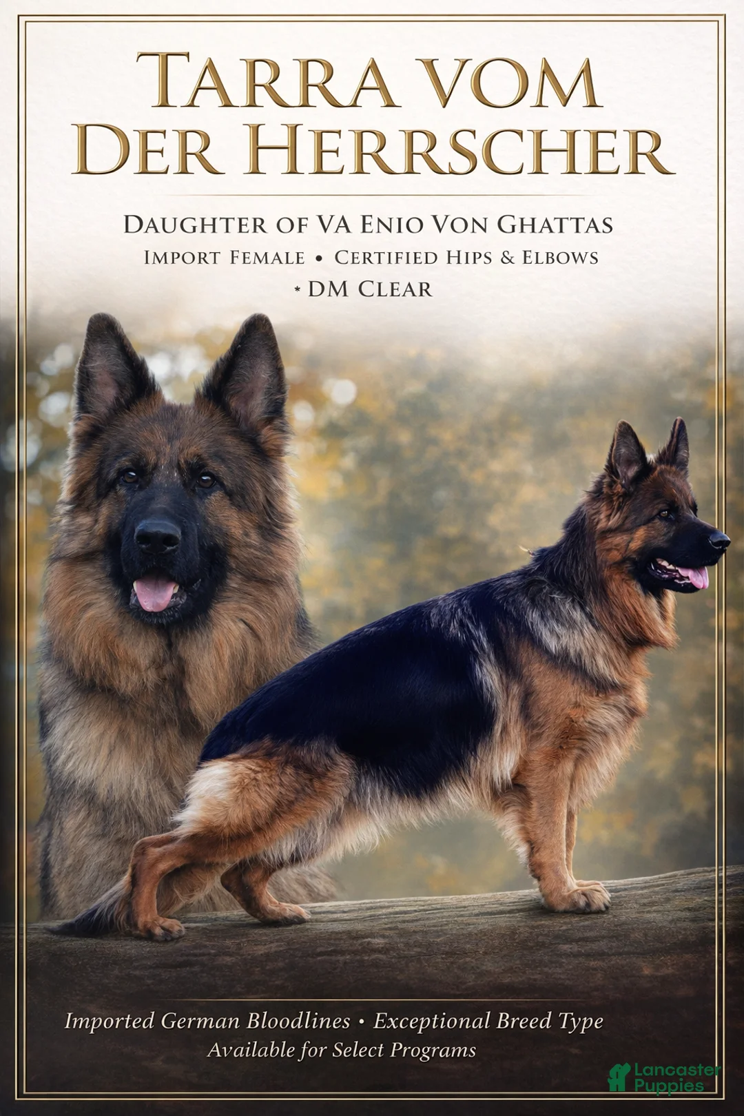 German Shepherd dogs for sale: Lh Champion bred import girl - Ad 11