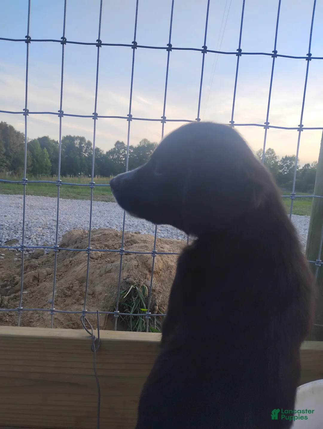 Mixed Breed dogs for sale: Mixed Breed Puppy 2 - Ad 2