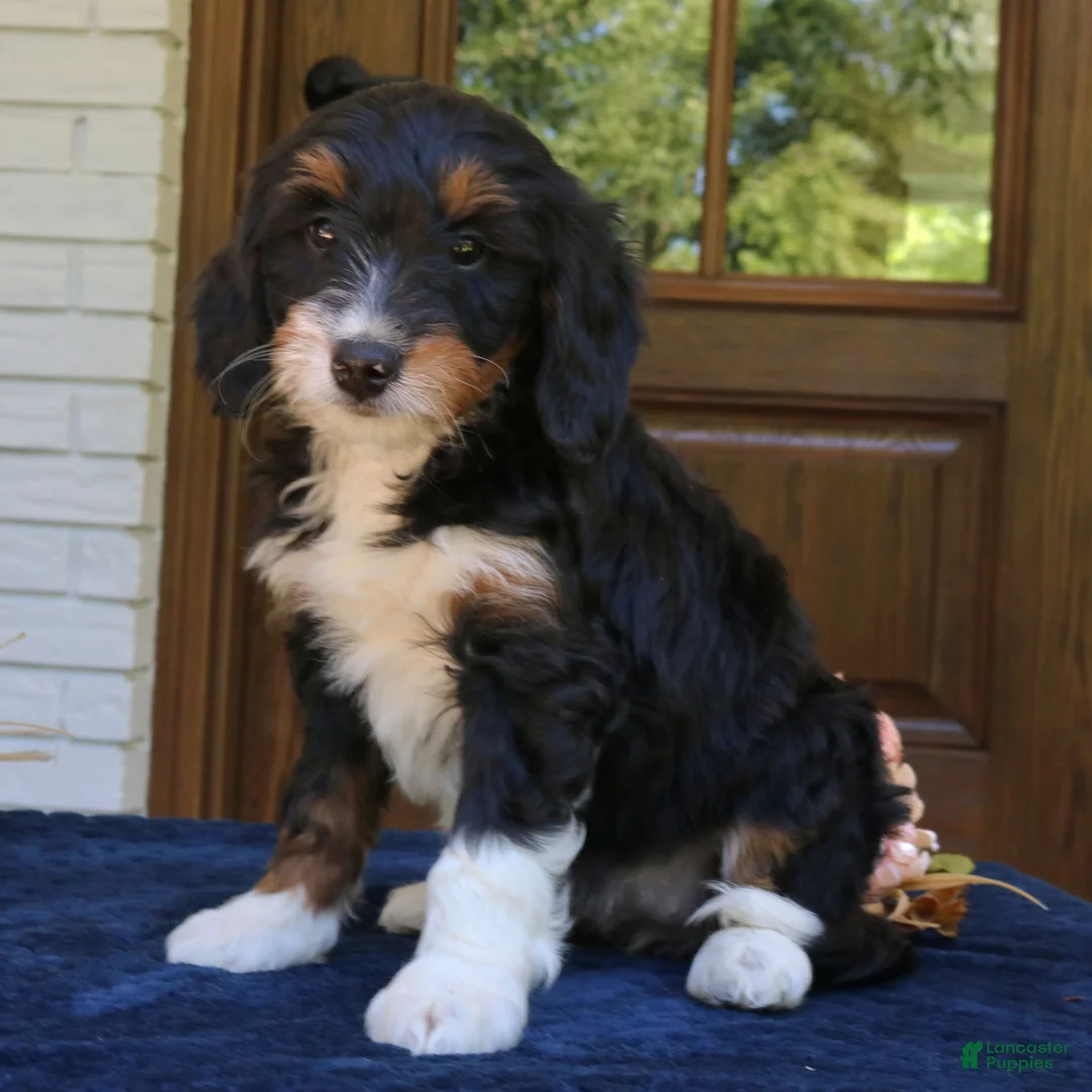 Mini Bernedoodle dogs for sale: Macy  - Ad 1