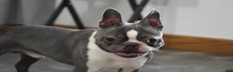 Boston Terrier dogs for sale: Rudy - Ad 4