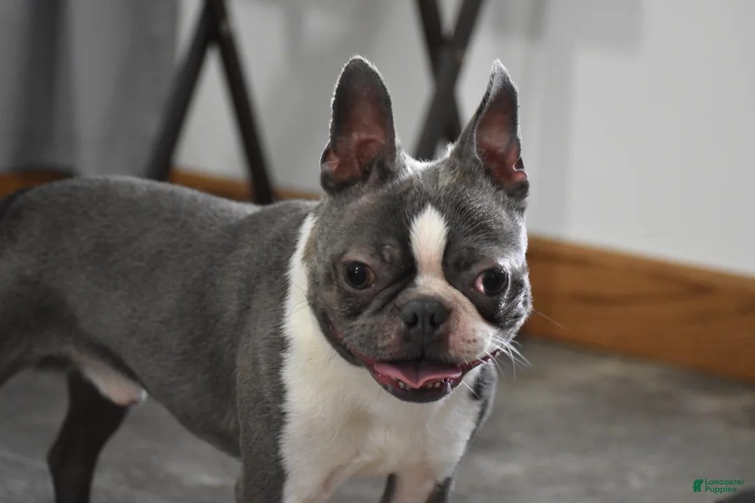 Boston Terrier dogs for sale: Rudy - Ad 4
