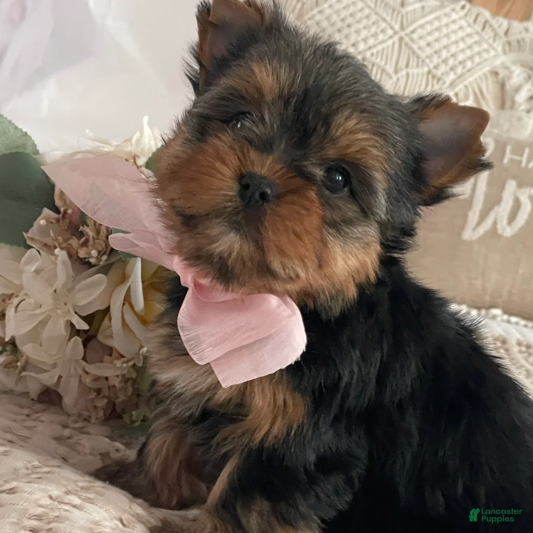 Yorkshire Terrier dogs for sale: Nita - Ad 7