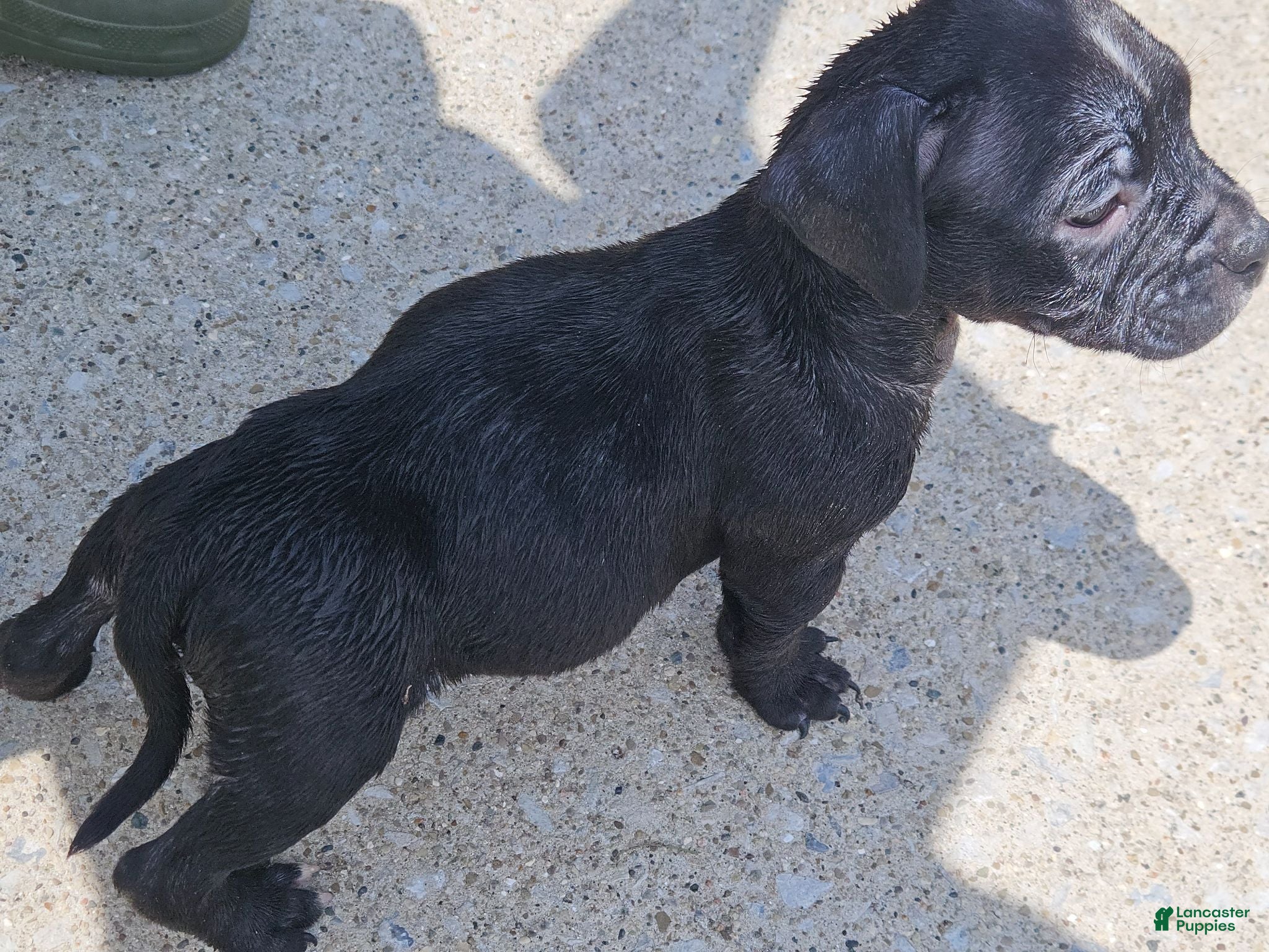Mixed Breed dogs Secret  - Ad 1