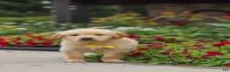 Golden Retriever dogs for sale: Benny - Ad 8