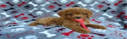 Cockapoo dogs for sale: Dasher - Ad 5