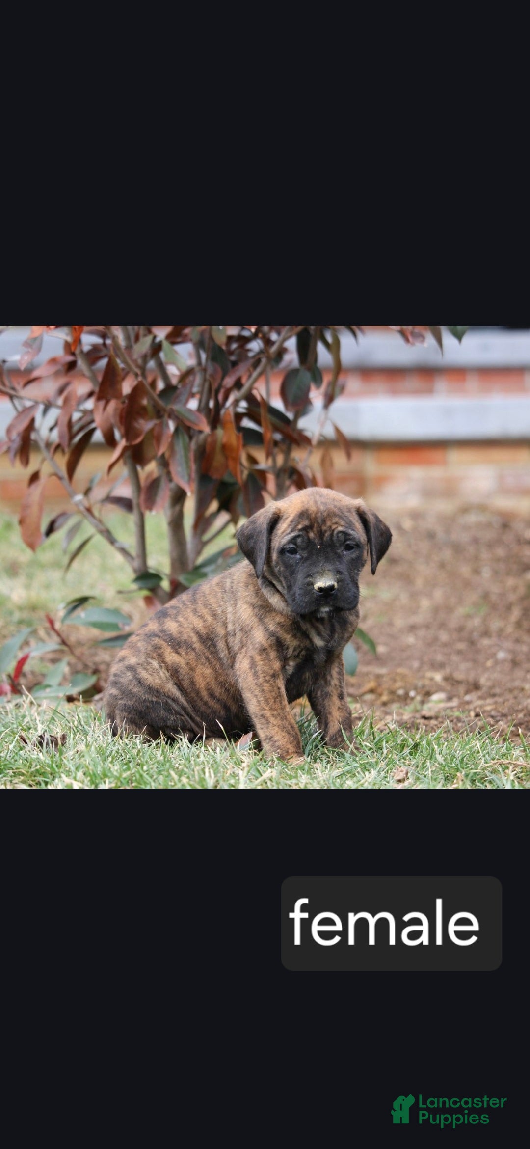 English Mastiff dogs Aspen - Ad 2