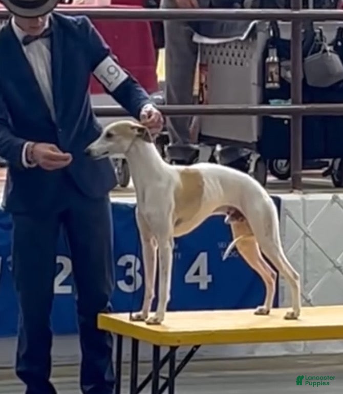 Whippet dogs Whippet Puppy 7 - Ad 3