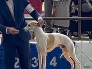 Whippet dogs Whippet Puppy 7 - Ad 3