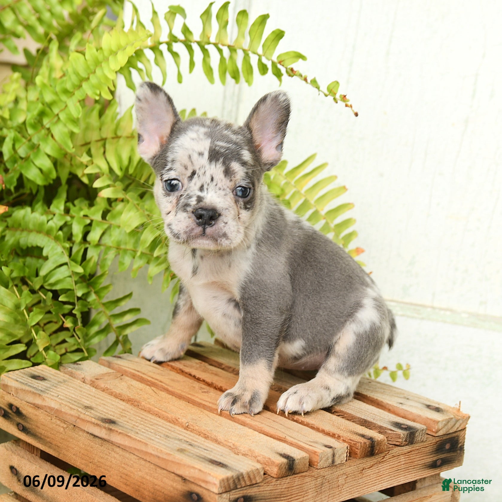 French Bulldog dogs Journey - Ad 1