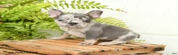 French Bulldog dogs for sale: Journey - Ad 1