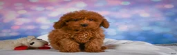 Miniature Poodle dogs for sale: Jamon - Ad 5