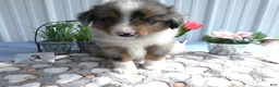 Miniature Australian Shepherd dogs for sale: Miniature Australian Shepherd 3 Rocky - Ad 2