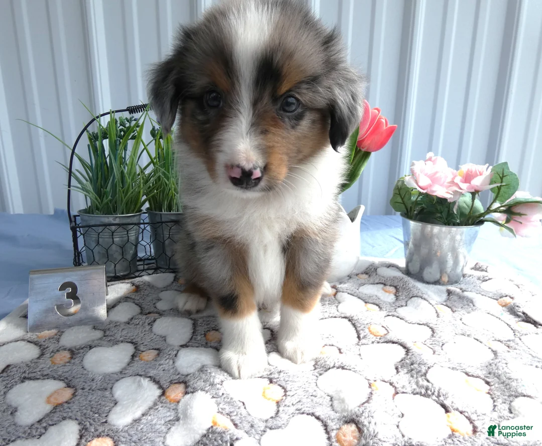 Miniature Australian Shepherd dogs for sale: Miniature Australian Shepherd 3 Rocky - Ad 2