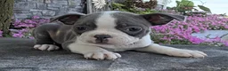 Boston Terrier dogs for sale: Iris - Ad 3