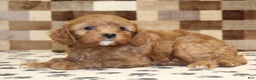 Cavapoo dogs for sale: Elsa - Ad 2