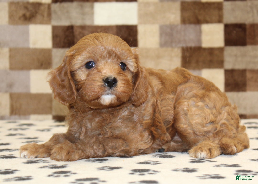 Cavapoo dogs for sale: Elsa - Ad 2