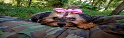 Morkie dogs for sale: Rare Blue Eyed Sina - Ad 8