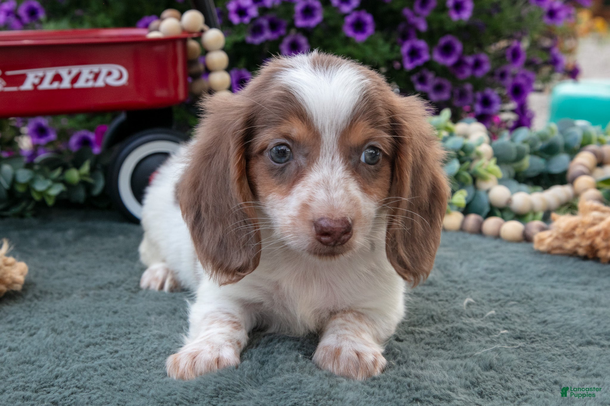 Miniature Dachshund dogs Jupiter - Ad 1