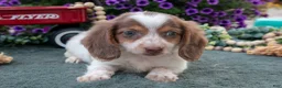 Miniature Dachshund dogs for sale: Jupiter - Ad 1
