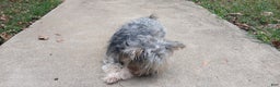 Yorkiepoo dogs for stud: Freddy Jrs - Ad 3